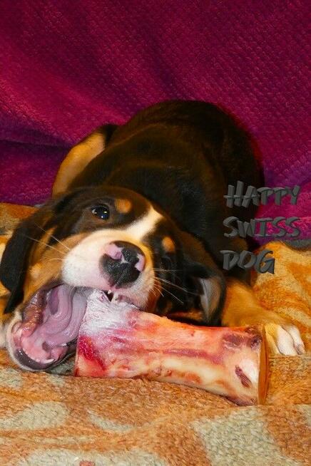 Duży Szwajcarski Pies Pasterski cudny szczeniak szczeniaki