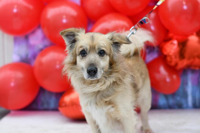 Zjawiskowy Oluś szuka dobrego domku!