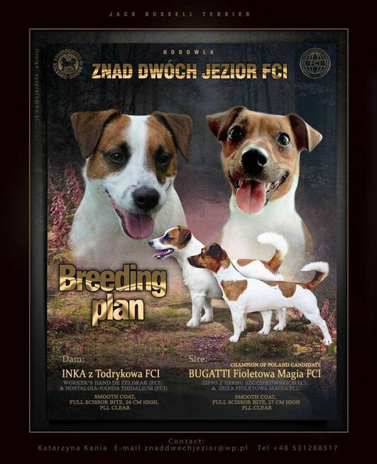 Jack Russell Terrier FCI ZKwP Zapowiedź