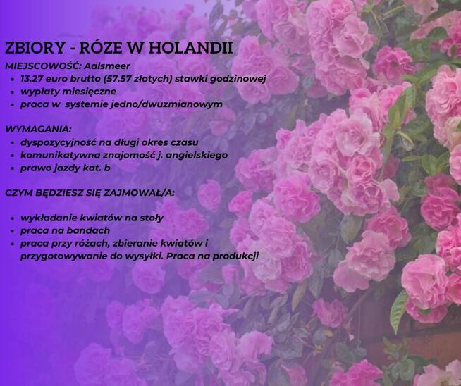 Zbiory róż w Holandii (Aalsmeer)