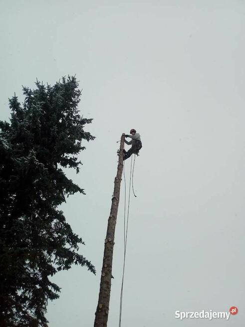 Wycinka drzew / Malowanie dachów / Żywopłoty / Mycie kostki