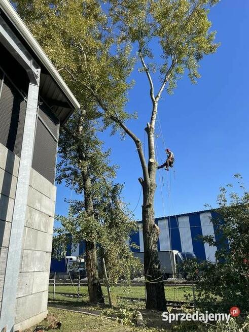 Wycinka drzew / Malowanie dachów / Żywopłoty / Mycie kostki