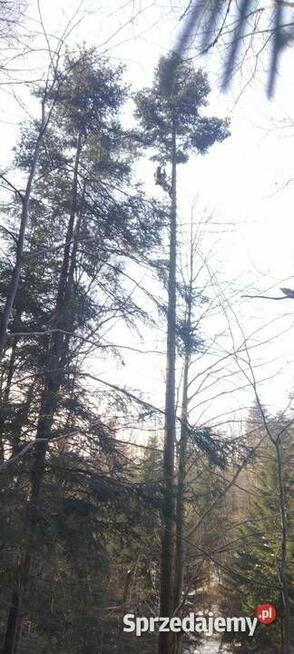 Wycinka drzew / Malowanie dachów / Żywopłoty / Mycie kostki