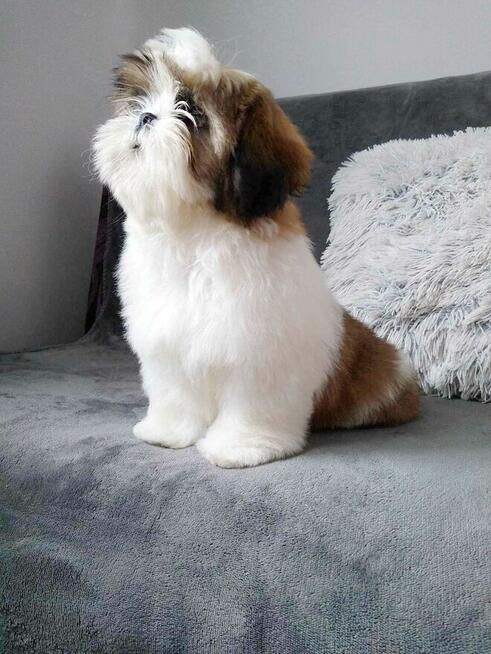 Shih Tzu szczenięta z rodowodem FCI/ZKwP