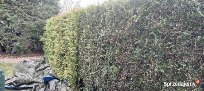 Wycinka drzew / Malowanie dachów / Żywopłoty / Mycie kostki