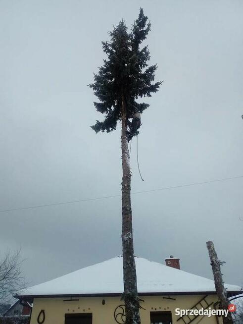 Wycinka drzew / Malowanie dachów / Żywopłoty / Mycie kostki