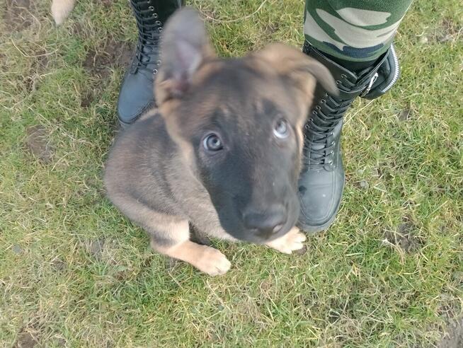 Suczki owczarka niemieckiego