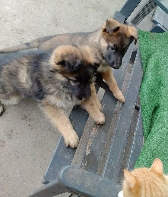 Suczki owczarka niemieckiego