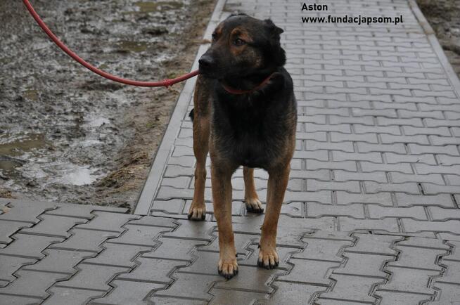 Aston- Dostojny kawaler szuka swojego domku!