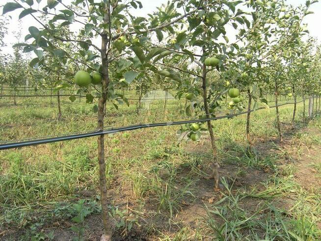 Podlewanie kropelkowe linie taśmy nawadniające hurt