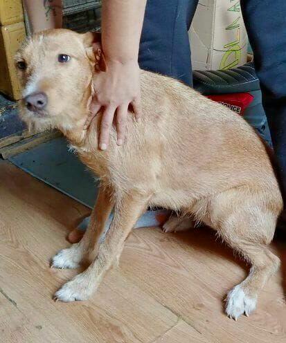 Pilne!! Dora to 2 let.. kochana sunieczka czeka na dom Ryjek