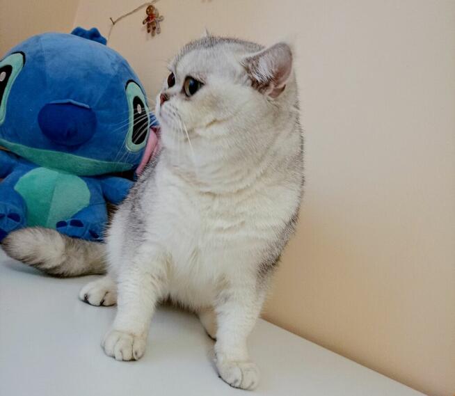 Piękny Reproduktor Brytyjski