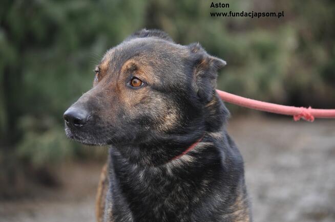 Aston- Dostojny kawaler szuka swojego domku!