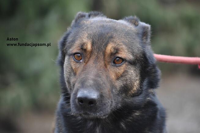 Aston- Dostojny kawaler szuka swojego domku!