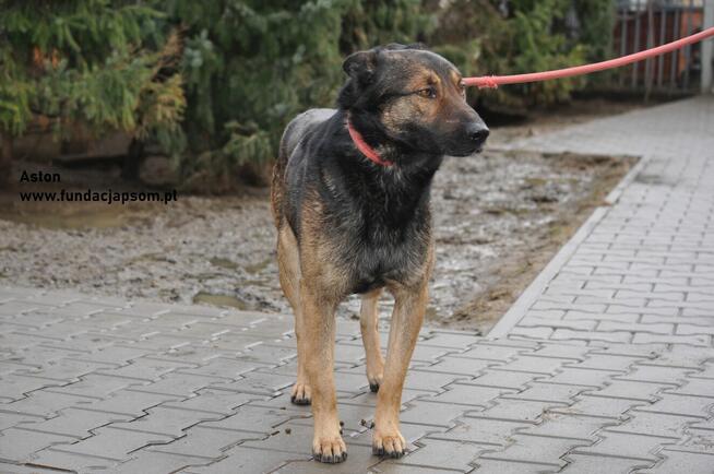 Aston- Dostojny kawaler szuka swojego domku!