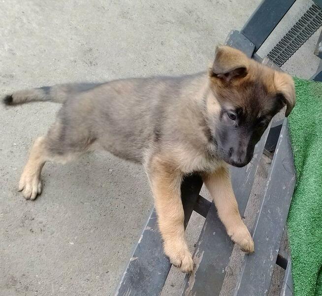 Suczki owczarka niemieckiego