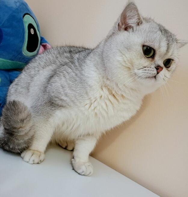 Piękny Reproduktor Brytyjski