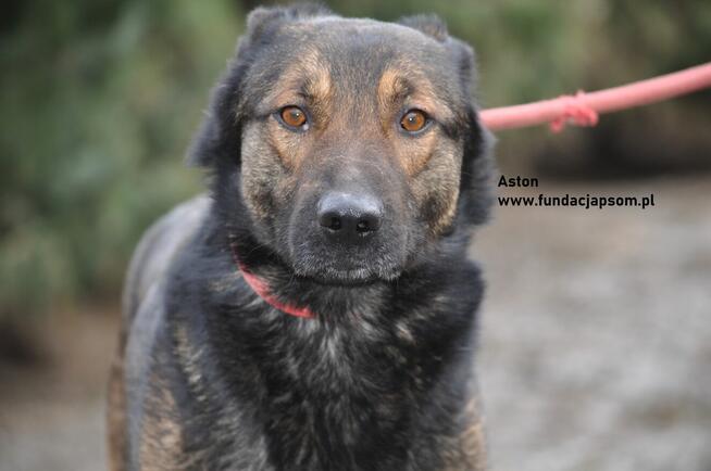 Aston- Dostojny kawaler szuka swojego domku!