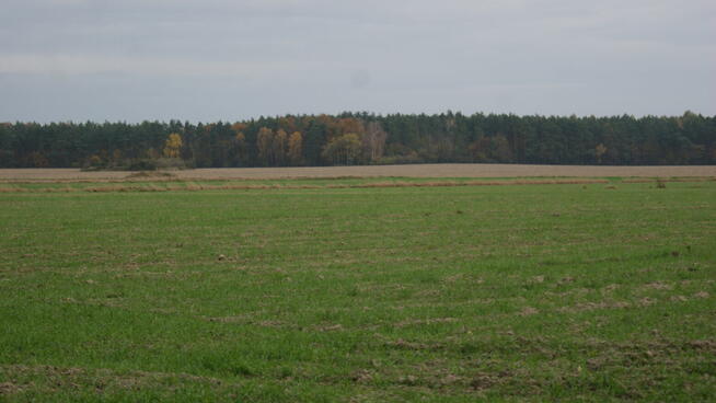 Siedlisko 7150m2 k/Modlina woj. mazowieckie