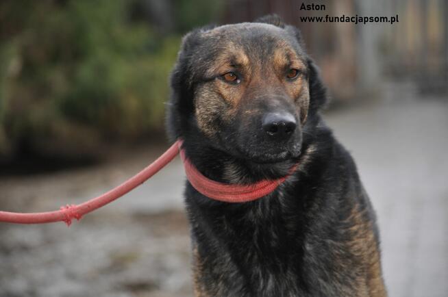 Aston- Dostojny kawaler szuka swojego domku!