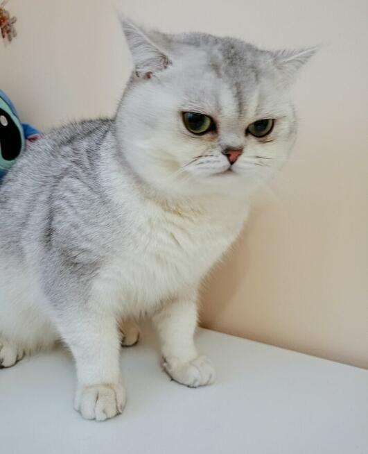 Piękny Reproduktor Brytyjski