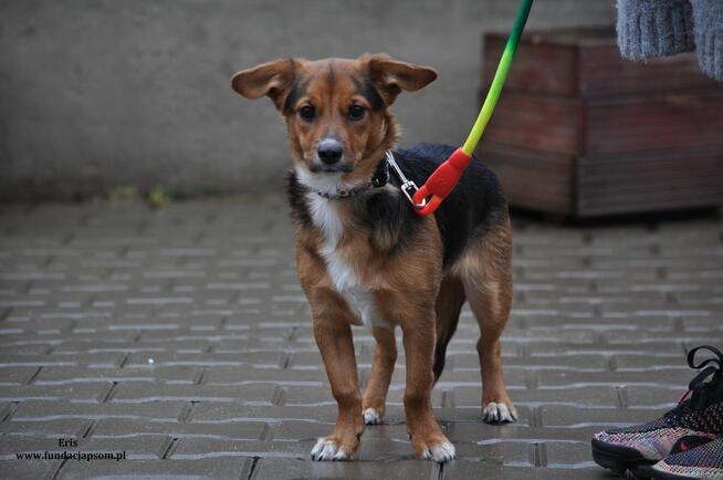 Eris - urocza sunia czeka na właściciela
