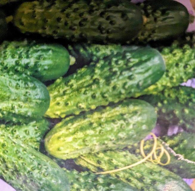 Ogórek Palczik, Kustowoj rosyjski Nasiona kolekcjonerskie