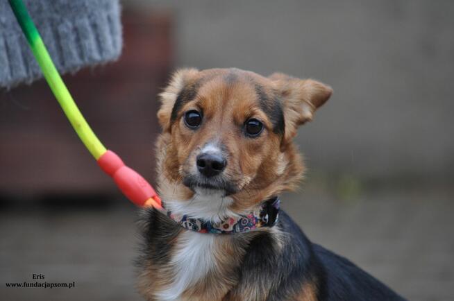 Eris - urocza sunia czeka na właściciela
