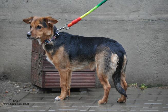 Eris - urocza sunia czeka na właściciela