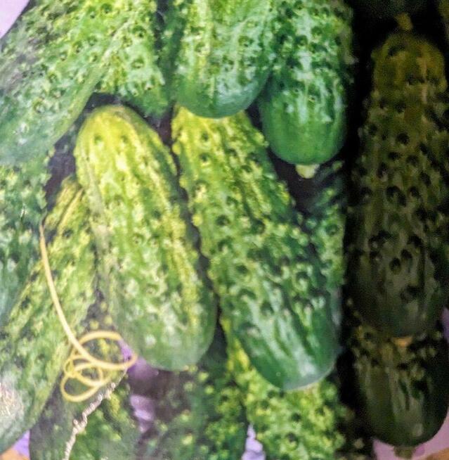 Ogórek Gruzin Palczik Roznasol Kustowoj nasiona kolekcjoners