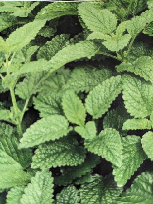 Nasiona Goździk brodaty Byliny kwiaty Zioła