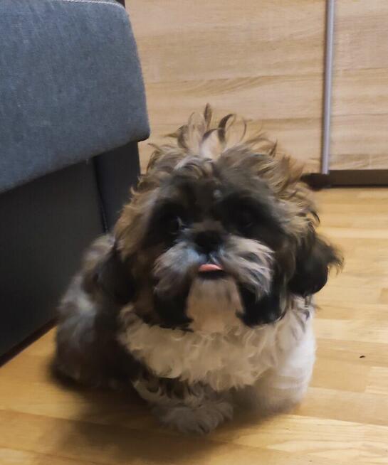 Śliczny piesek Shih TZU