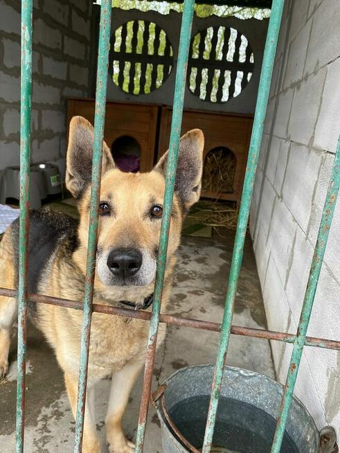 Slim szuka domu, pies, w typie owczarka