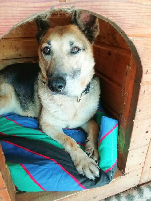 Slim szuka domu, pies, w typie owczarka