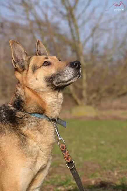 Slim szuka domu, pies, w typie owczarka