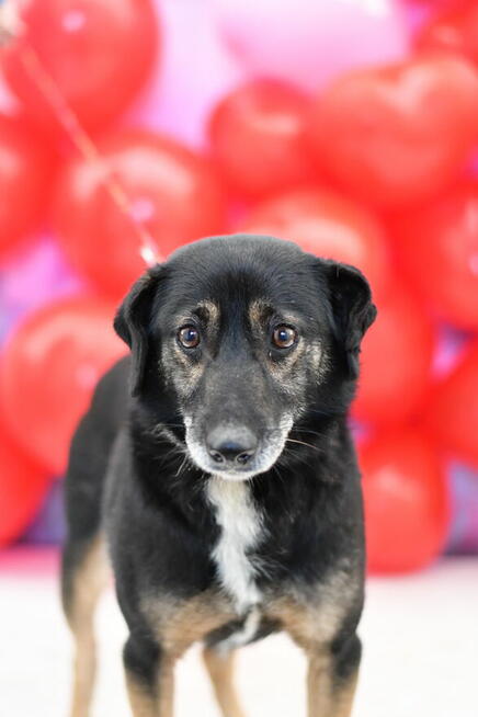 Wesoły Denis wypatruje dobrego domku!