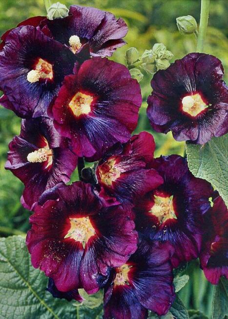 Nasiona Goździk brodaty Byliny kwiaty Zioła