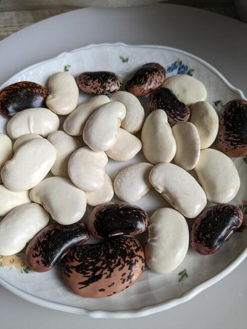 Nasiona Goździk brodaty Byliny kwiaty Zioła