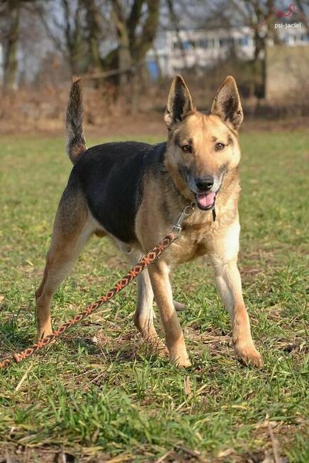 Slim szuka domu, pies, w typie owczarka