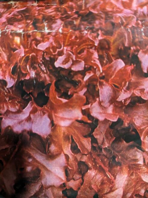 Nasiona Goździk brodaty Byliny kwiaty Zioła