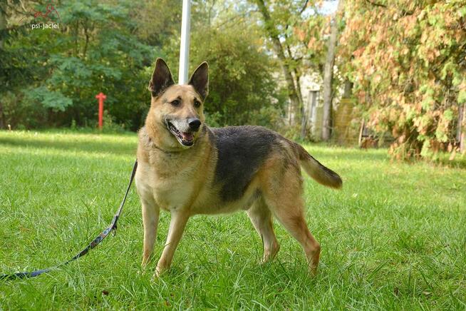 Slim szuka domu, pies, w typie owczarka