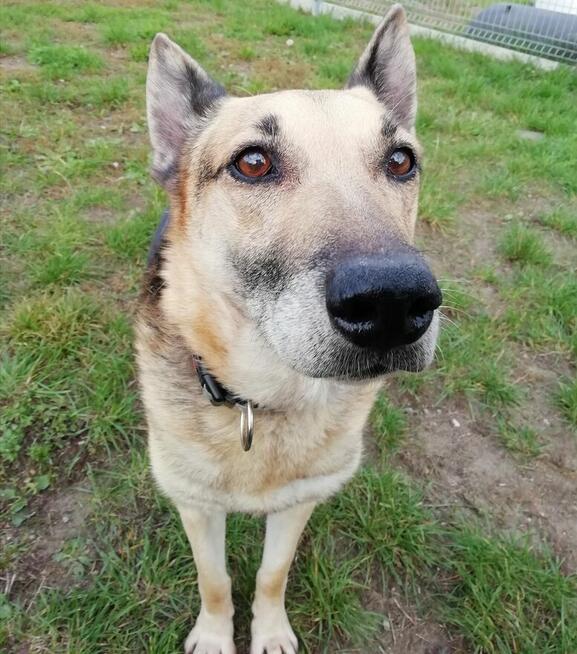 Slim szuka domu, pies, w typie owczarka