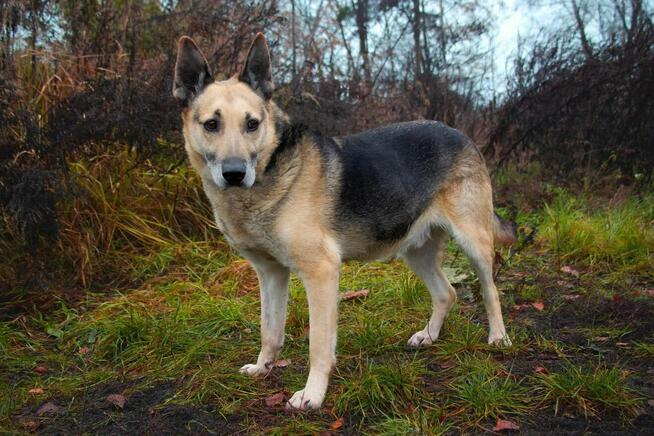 Slim szuka domu, pies, w typie owczarka