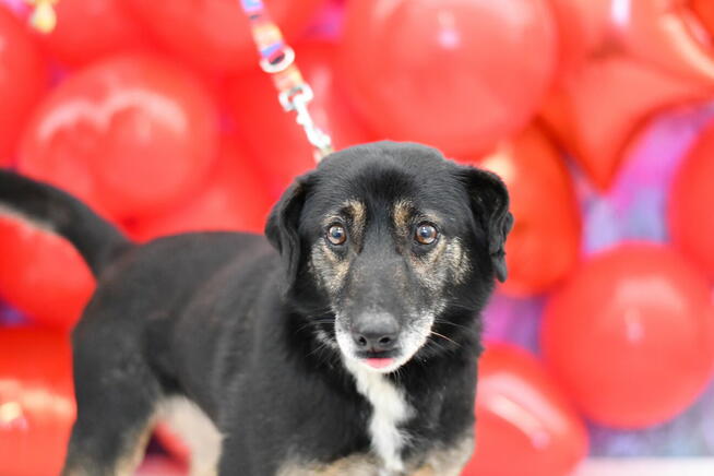 Wesoły Denis wypatruje dobrego domku!