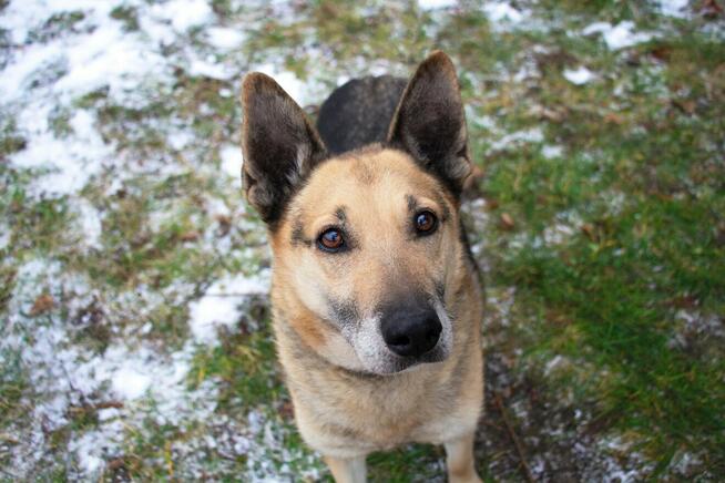 Slim szuka domu, pies, w typie owczarka