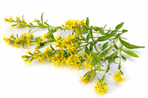 Nasiona Goździk brodaty Byliny kwiaty Zioła