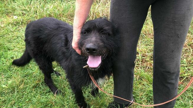 FADO - piękny pies w typie wyżła szuka domu !!