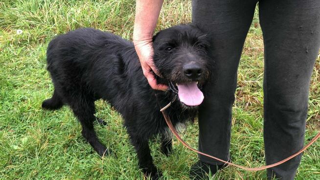 Piękny, młody FADO w typie wyżła szuka domu !!