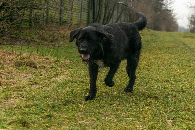 Fado w typie wyżła do adopcji