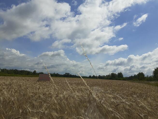 Atrakcyjna działka w Sarzynie